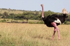 8-Day Fantastic Kenyan Safari