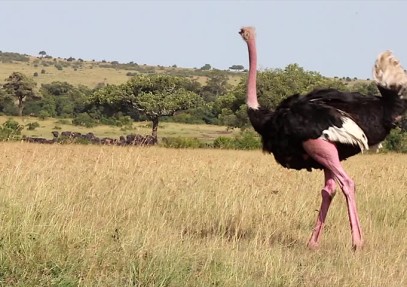 8-Day Fantastic Kenyan Safari
