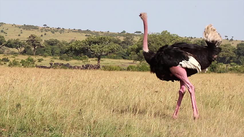 Ostrich Maasai Mara