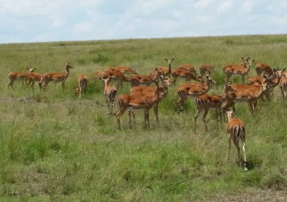 3-Day Masai Mara Safari
