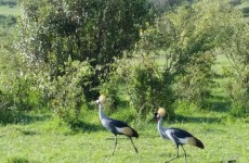 Lake Nakuru & Masai Mara Safari