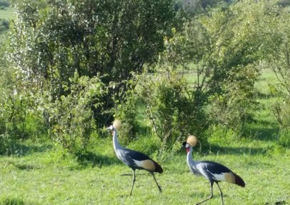 Lake Nakuru & Masai Mara Safari