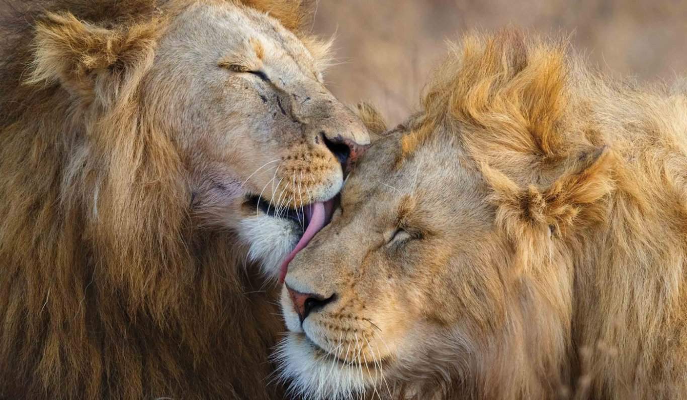 6 Day Serengeti Game Drives Safari