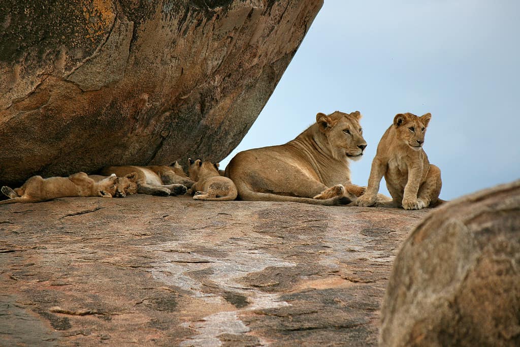 7 Days Permanent Luxury Tented Camps Safari