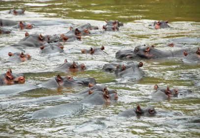 11-Day Highlights of Uganda Safari