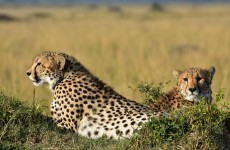 2-Day Tanzania Private Safari to Tarangire and Ngorongoro