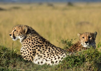 2-Day Tanzania Private Safari to Tarangire and Ngorongoro