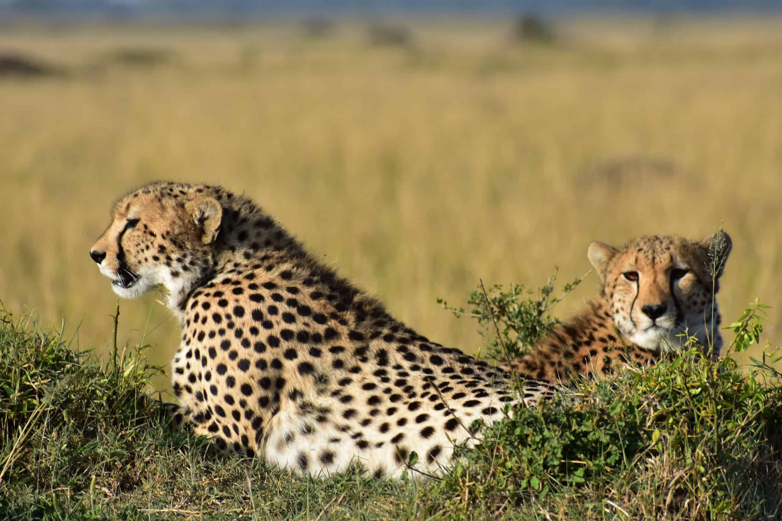 Burigi Chato Safaris Co. Ltd Serengeti Norongoro Safari Best Tour Agency Company Operator In Moshi Arusha Tanzania Africa) (32)