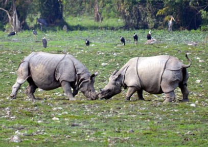Kaziranga Sunderban Safari Adventure Tour