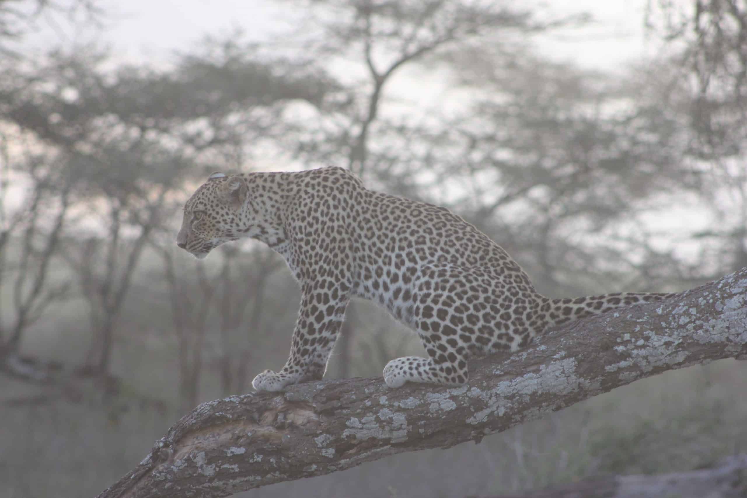 Leopard.