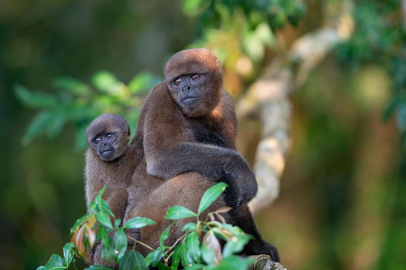 Woolly Monkey, Lagothrix Poeppigii