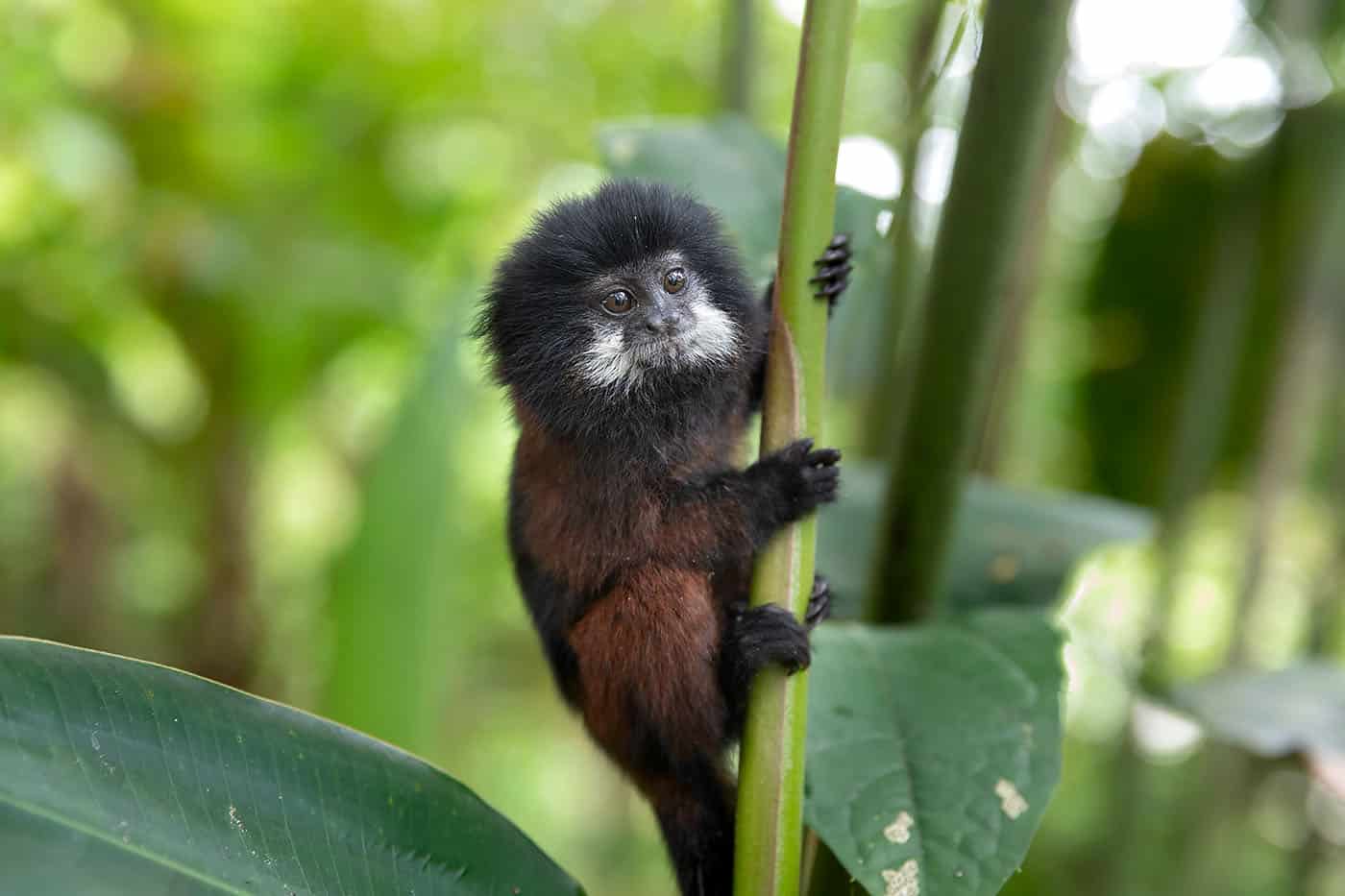 Saddleback Tamarin, Saguinus Fusciollis