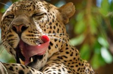 5-Day Kenyan Photographic Safari