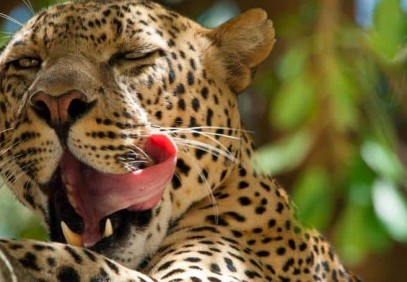 5-Day Kenyan Photographic Safari