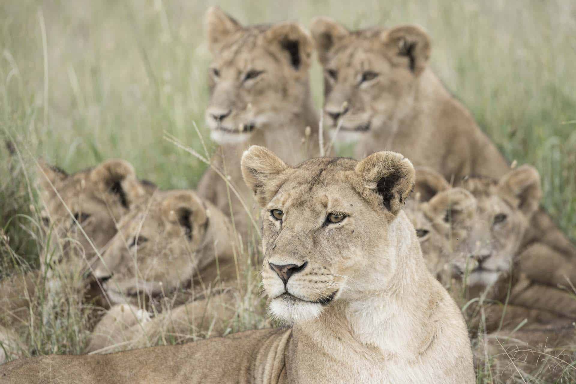 Lions