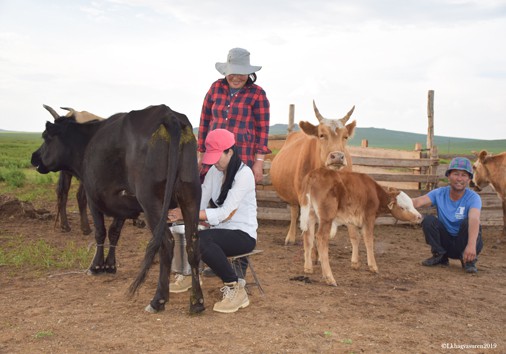 Milking A Cow