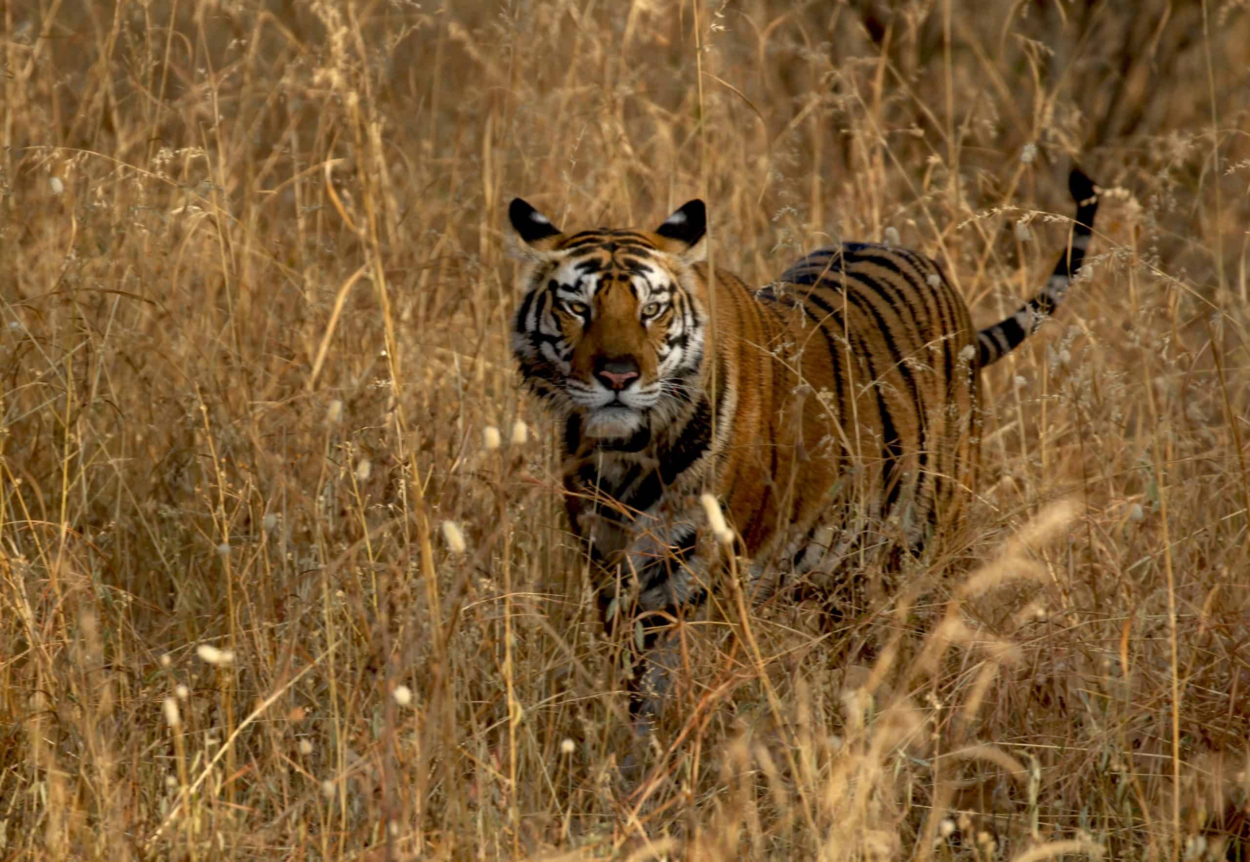 Tiger 3910307