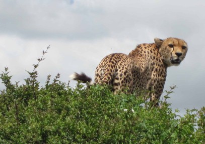 11-Day Wildlife Safari & Zanzibar