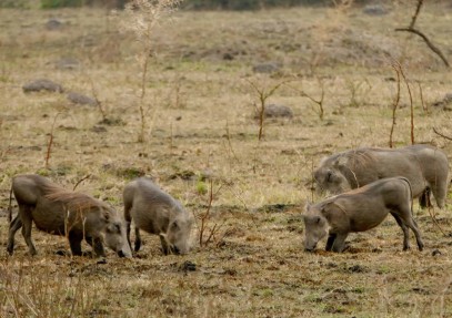 12-Day Kenya Big Five Safari