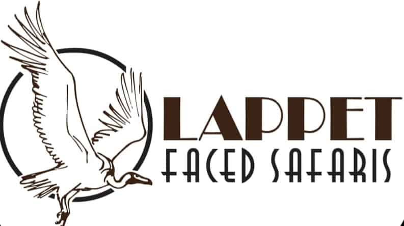 Lappet Faced Safaris