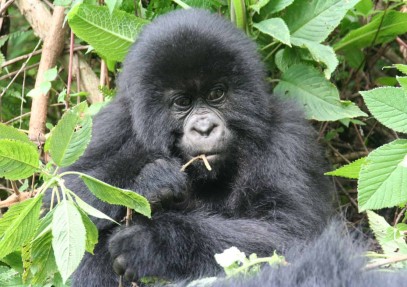 12-Day Best of Uganda & Rwanda