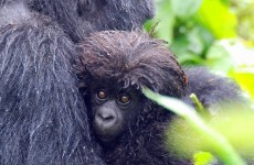 8-Day Uganda & Rwanda Ultimate Gorilla Expedition