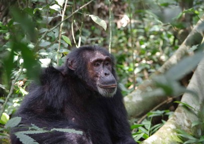 10-Day Uganda Chimpanzee and Gorilla Trekking Safari