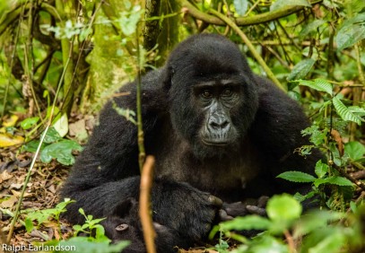 8-Day Uganda Ultimate Expedition: Chimps, Gorillas & Lions