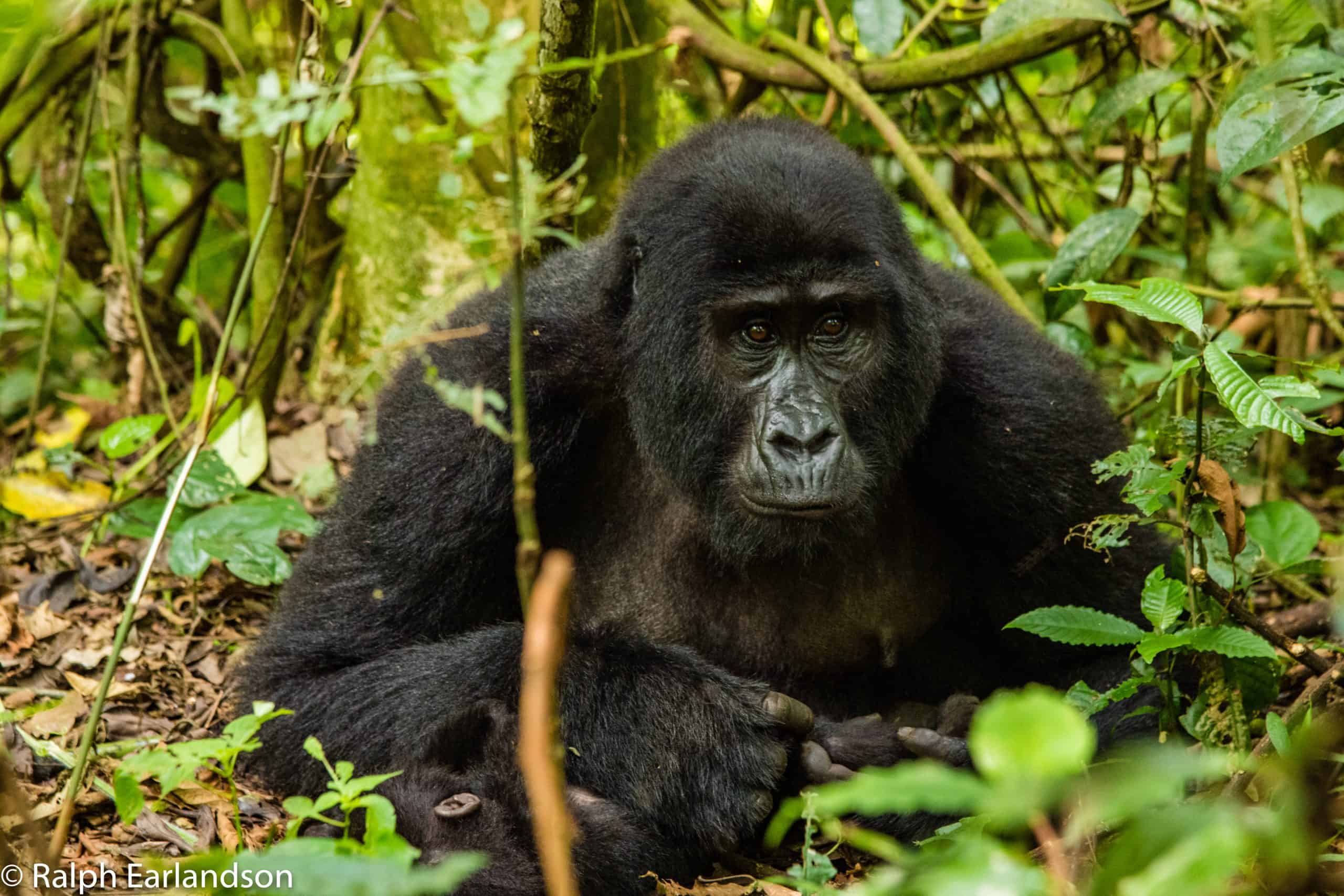 Mountain Gorilla
