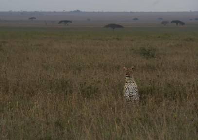 10-Day Tanzania Wildlife Safari