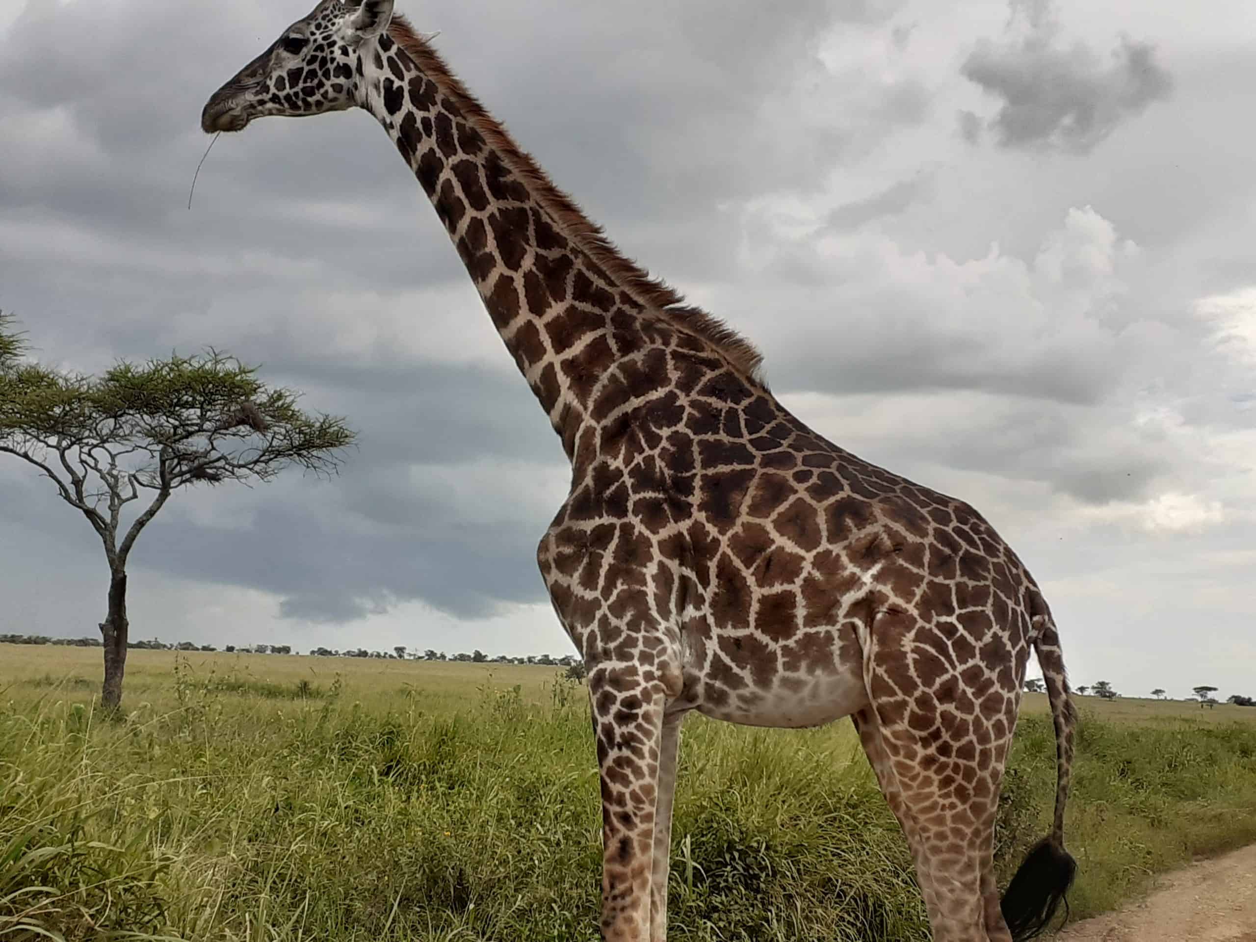 7 Day Amazing Tanzania Safari #4