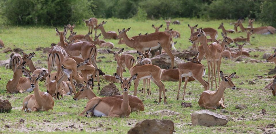 African safari tours