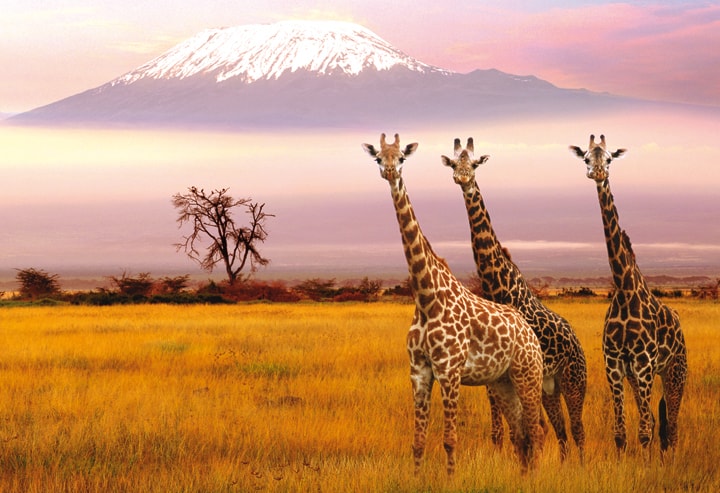 Amboseli Vista