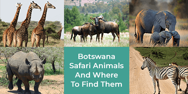 Botswana Safari Animals And Where To Find Them