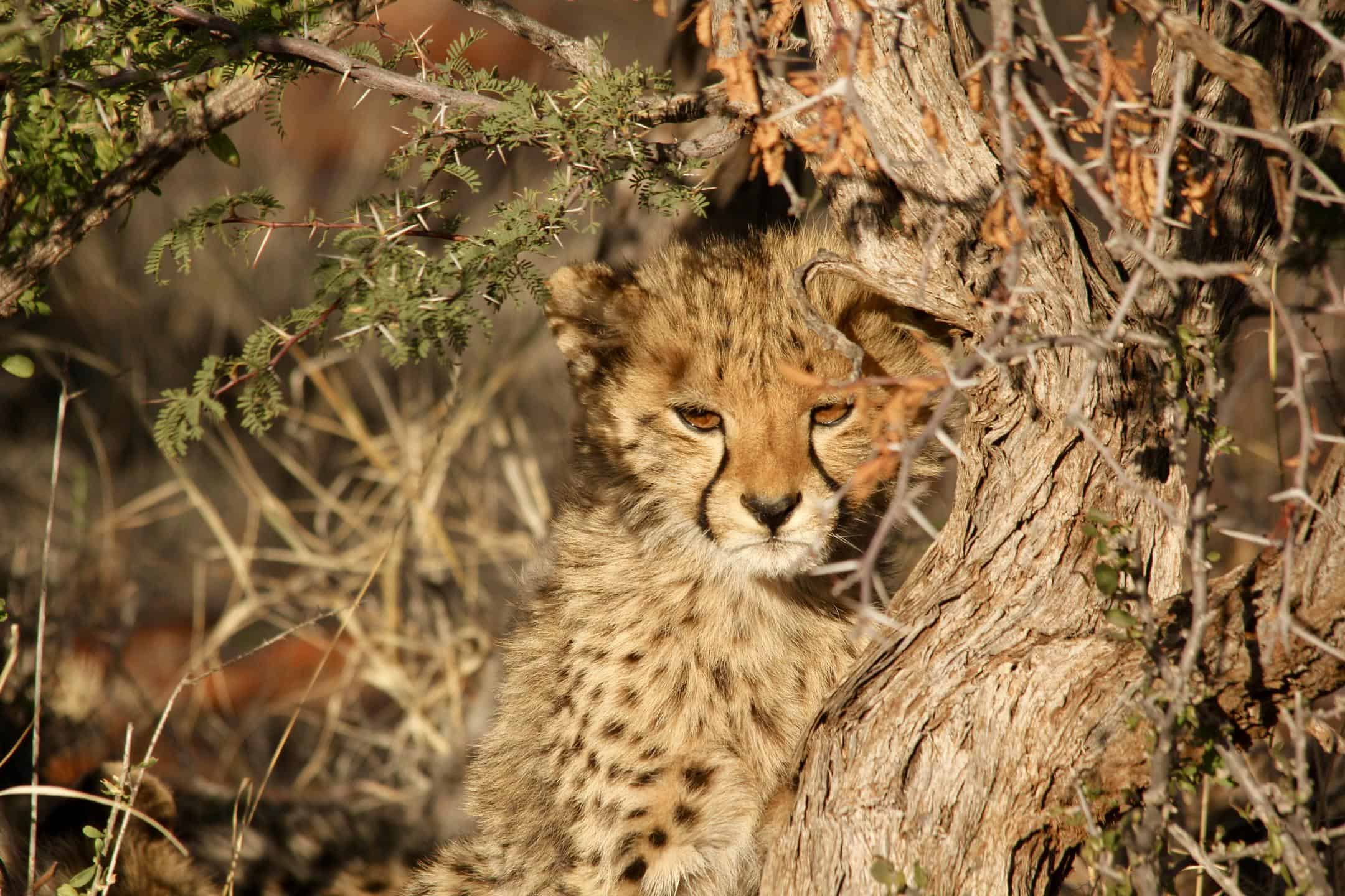 Chobe Day Trip 2