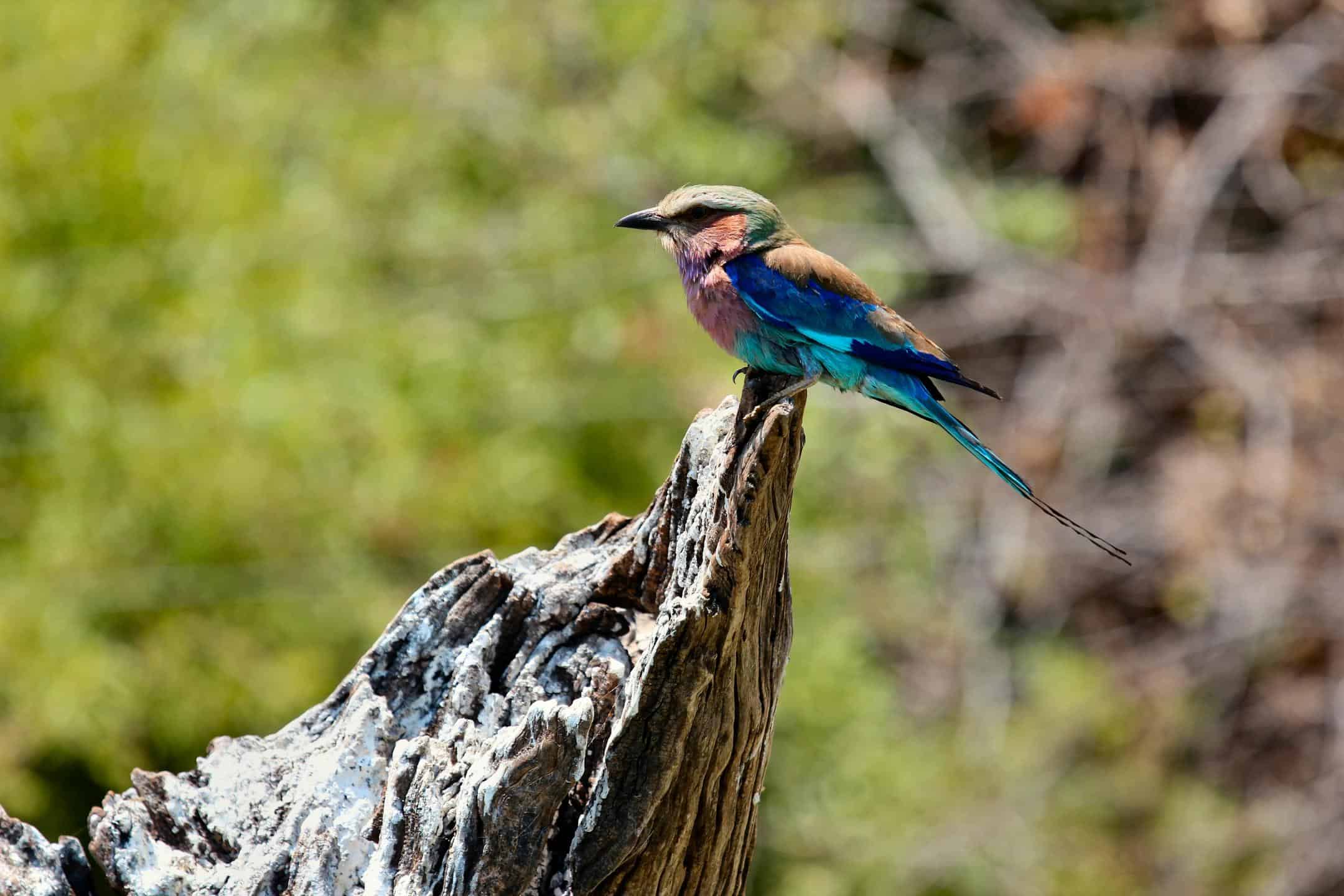 Chobe Day Trip 5