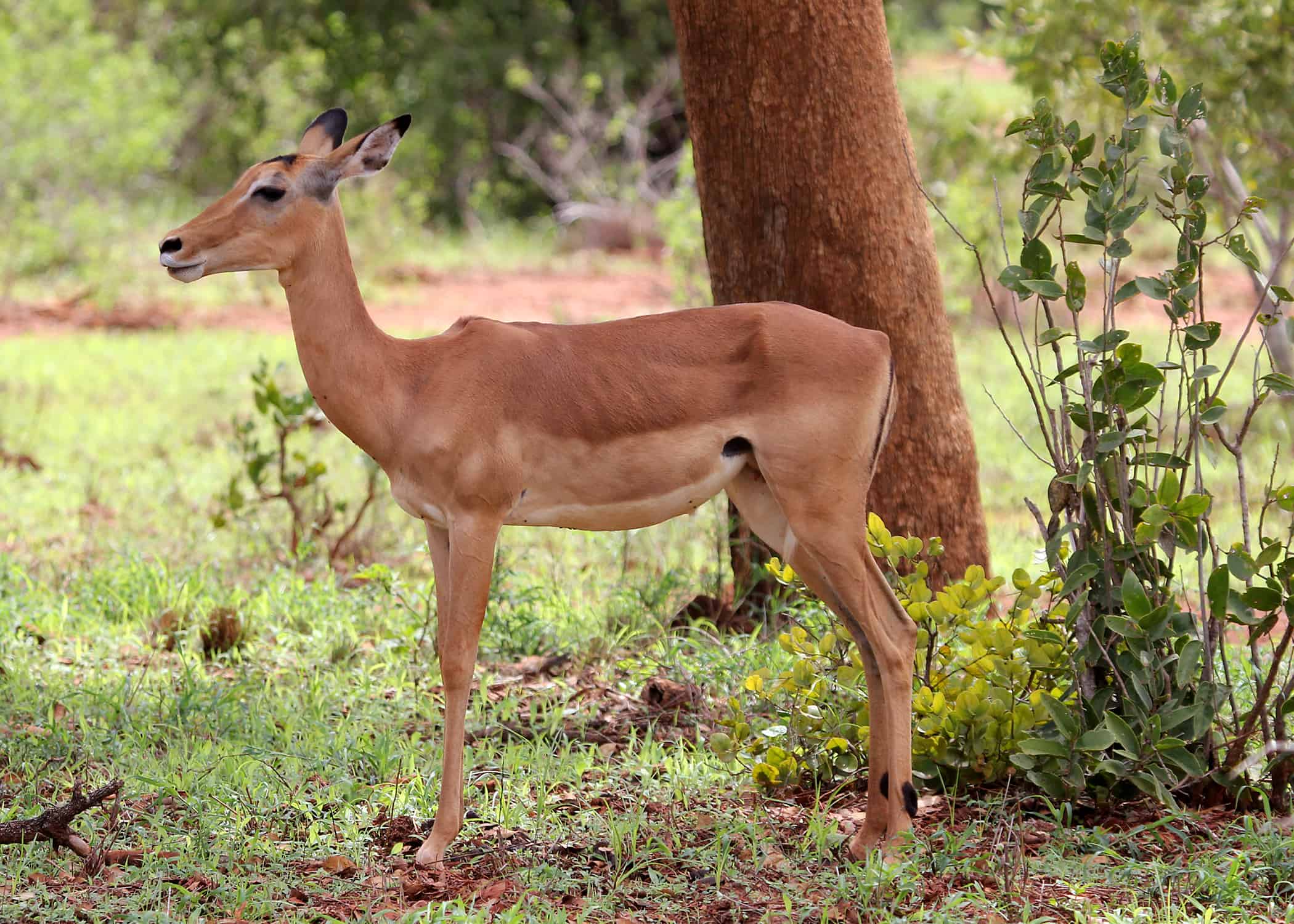 Conquest Adventures Impala Tsavo East