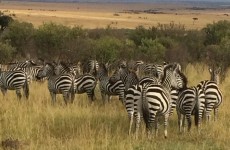 12-Day Best of Kenya Safari