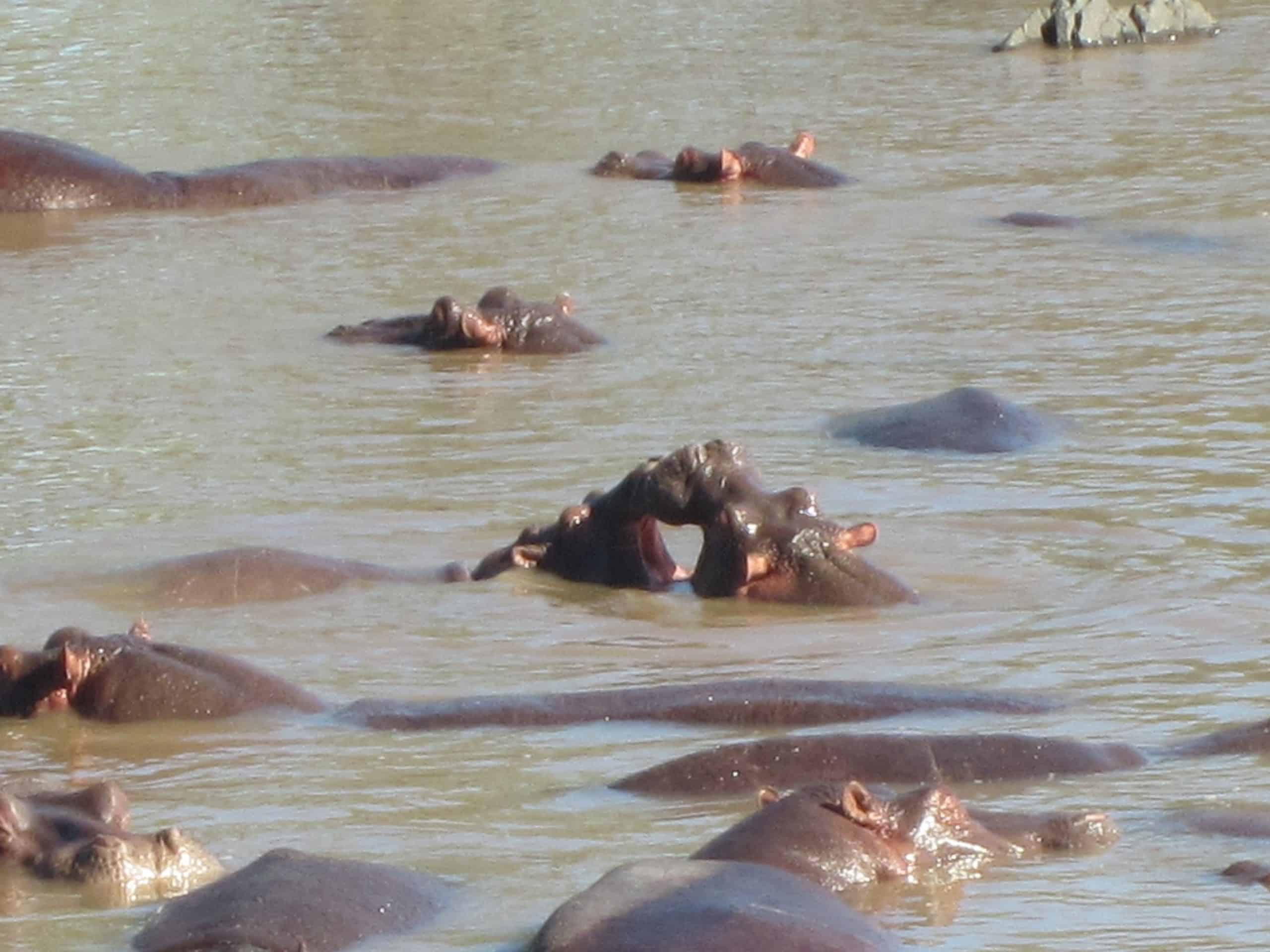3 Day Tanzania Safari