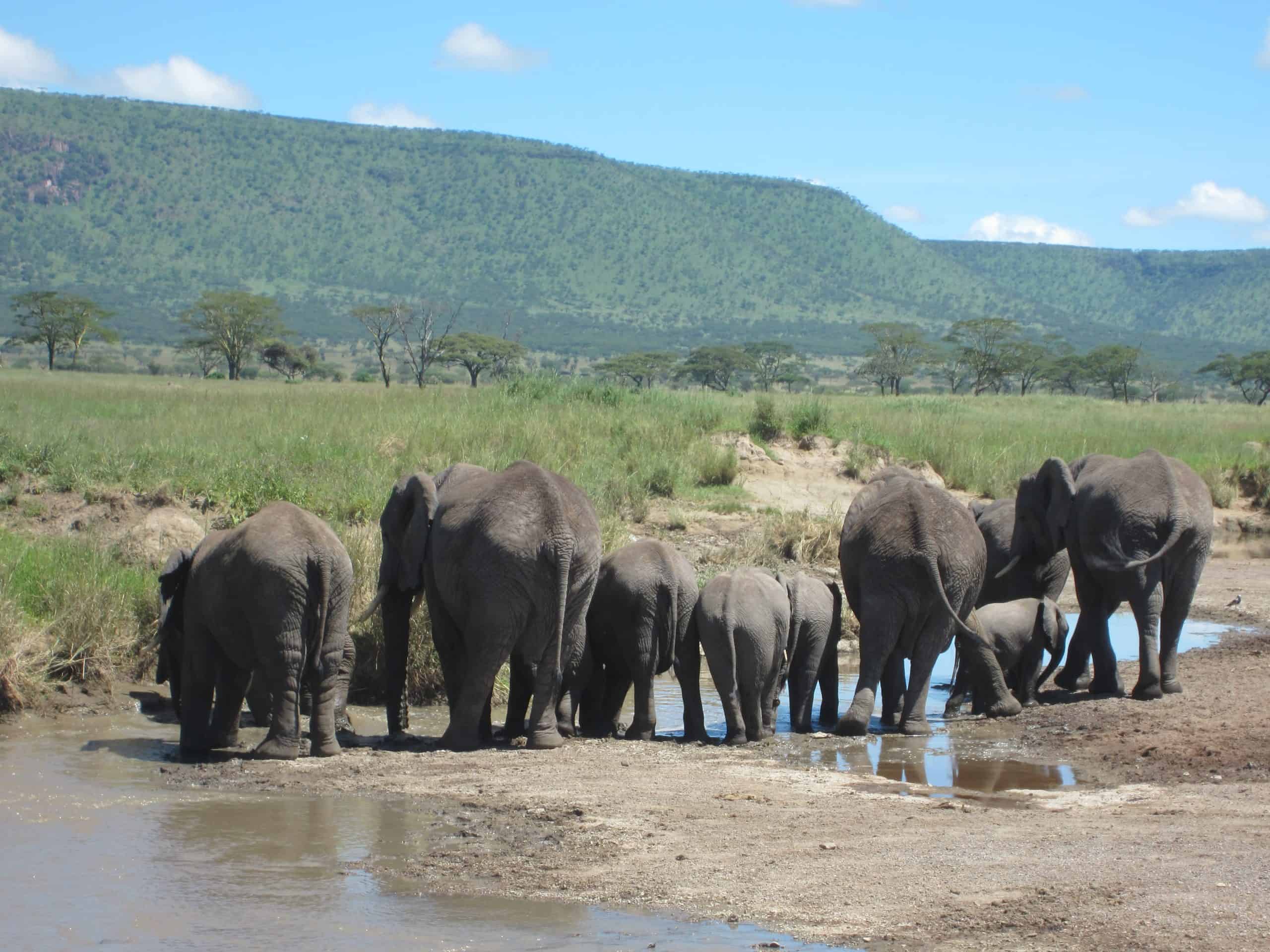 3 Day Tanzania Safari