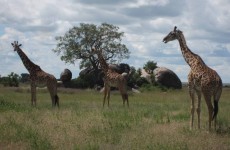 2-Day Ngorongoro Crater & Tarangire National Park