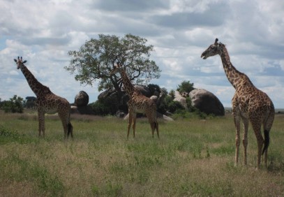 2-Day Ngorongoro Crater & Tarangire National Park