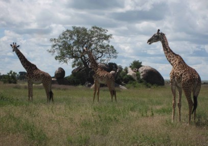 2-Day Ngorongoro Crater & Tarangire National Park