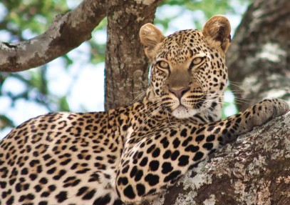 16-Day East African Safari