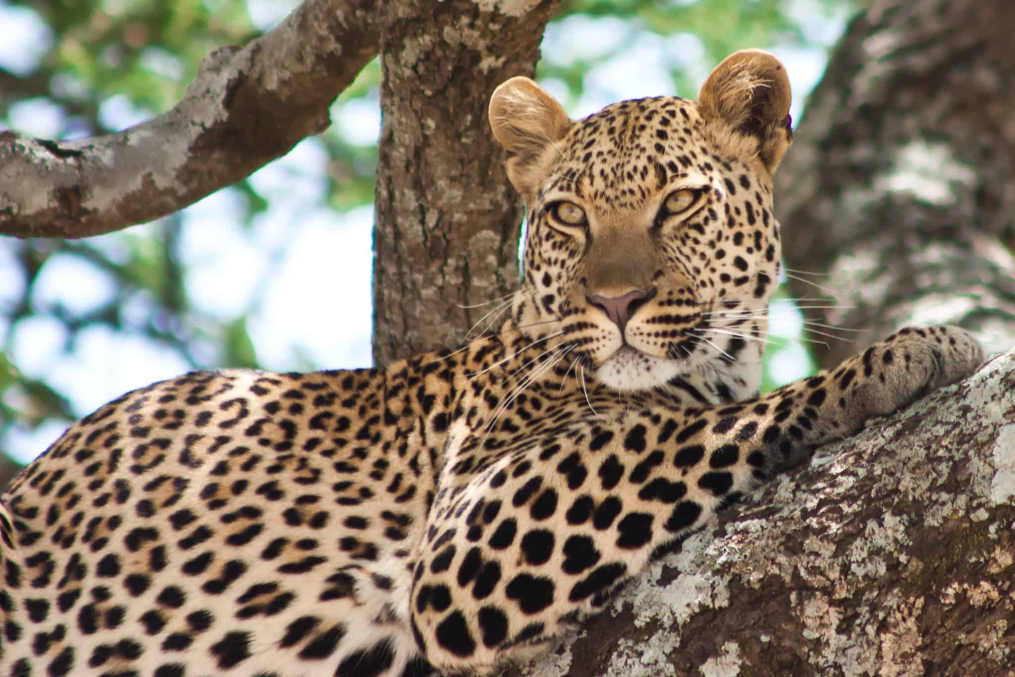 Leopard In Serengeti