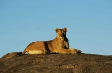 Migration Safari to Ndutu