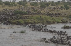 Photographic River Crossing Safari