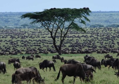 Wildebeest Calving Photographic Safari