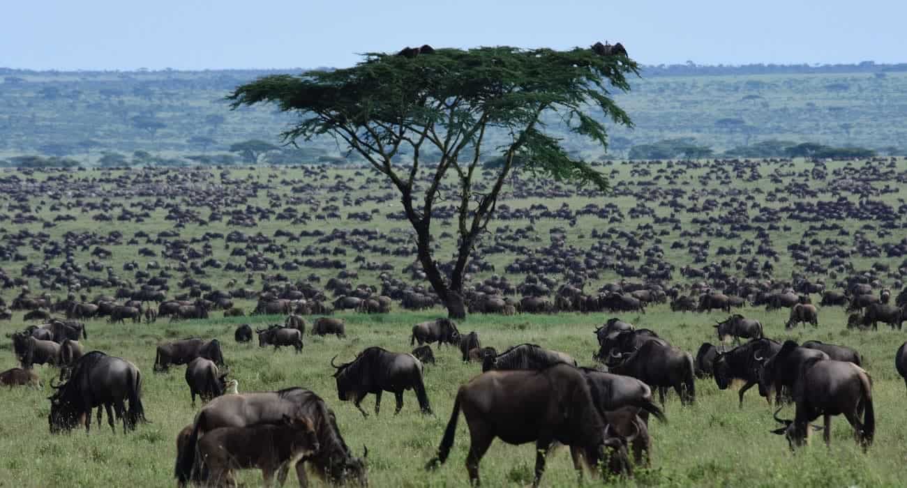 Africa Nature Photography And Safaris Migration Safari
