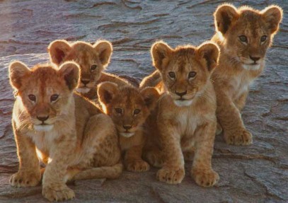 Tanzania Family Safari